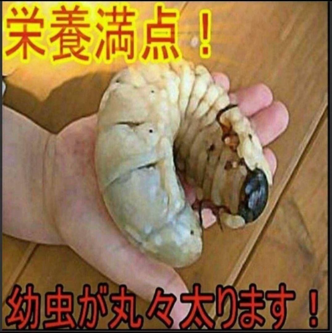 ヒマラヤひらたけ発酵カブトムシマット【60L】雑虫がわかない！幼虫の餌、産卵にも