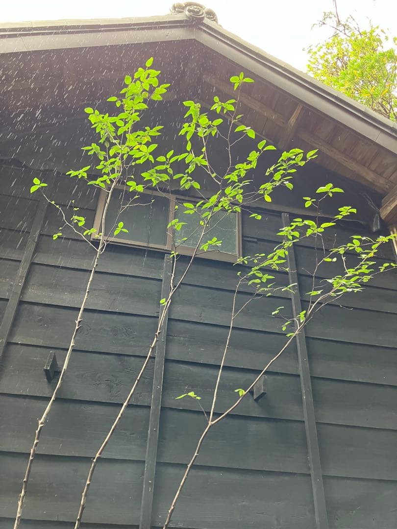 70 希少　山採り　ザイフリボク