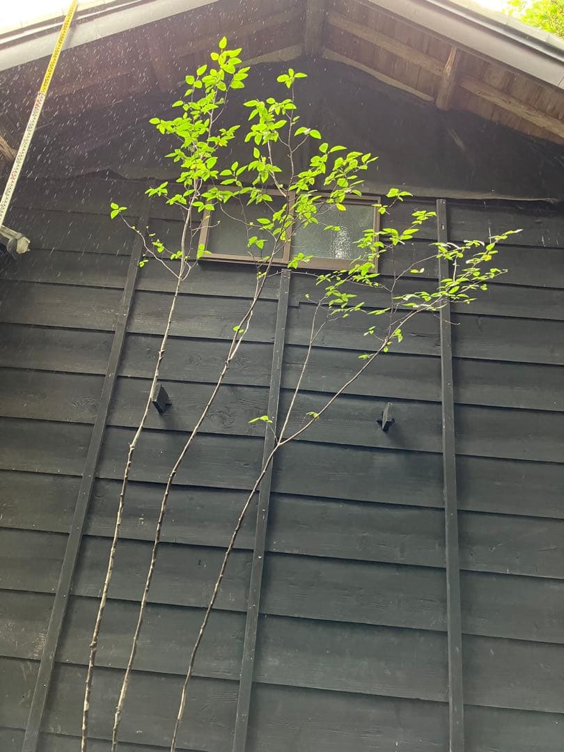 70 希少　山採り　ザイフリボク