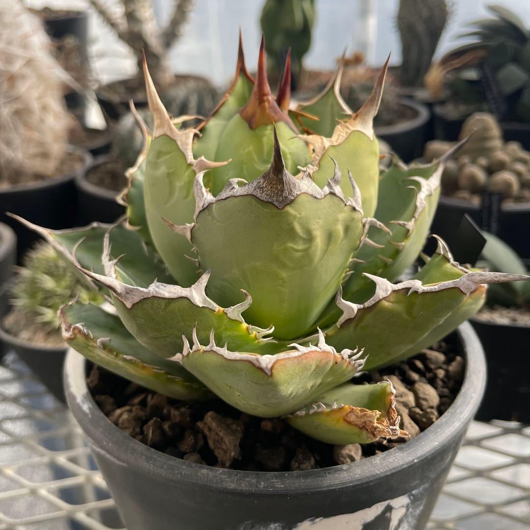 アガベ チタノタ ホワイトライノ 白犀牛 シロサイ 5号ブラックポットマーブル