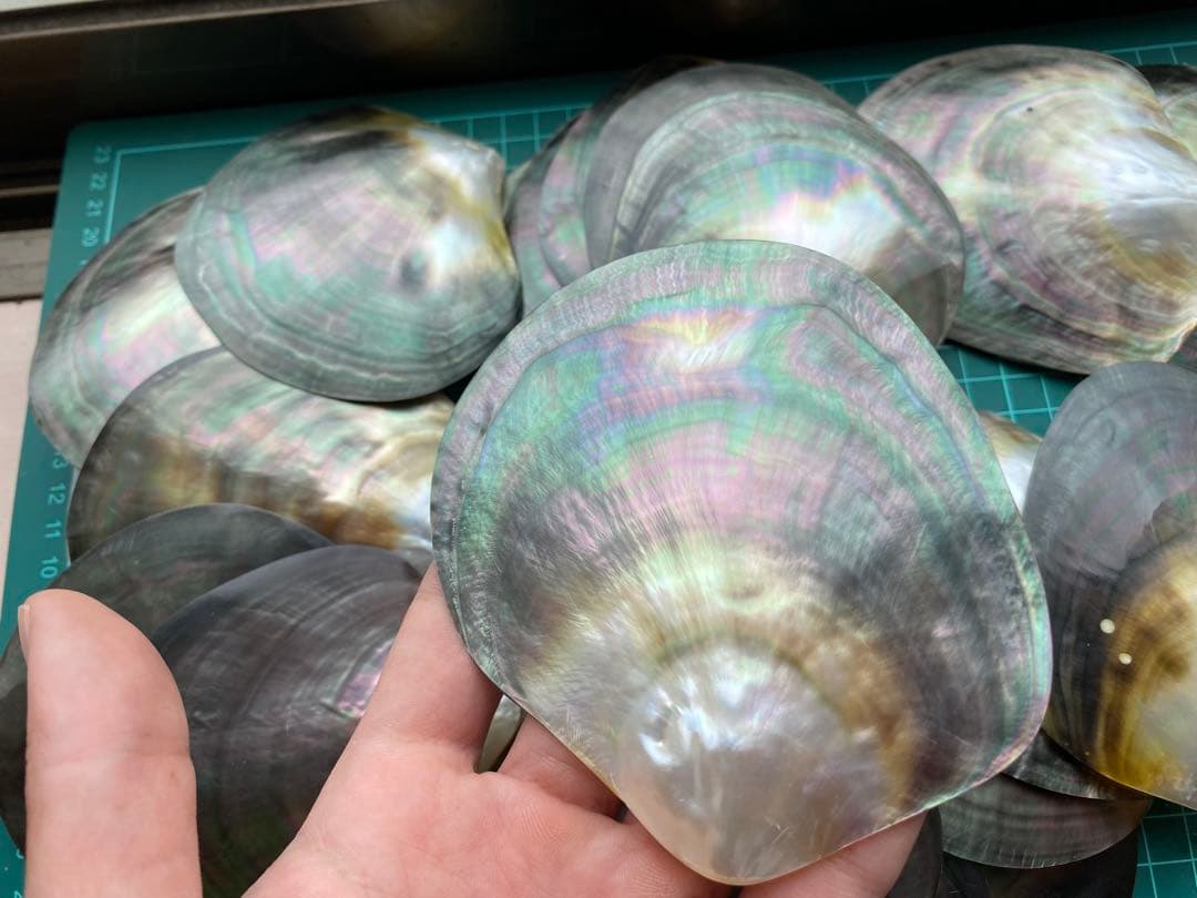 黒蝶貝　30枚セット磨き上げ済　美品