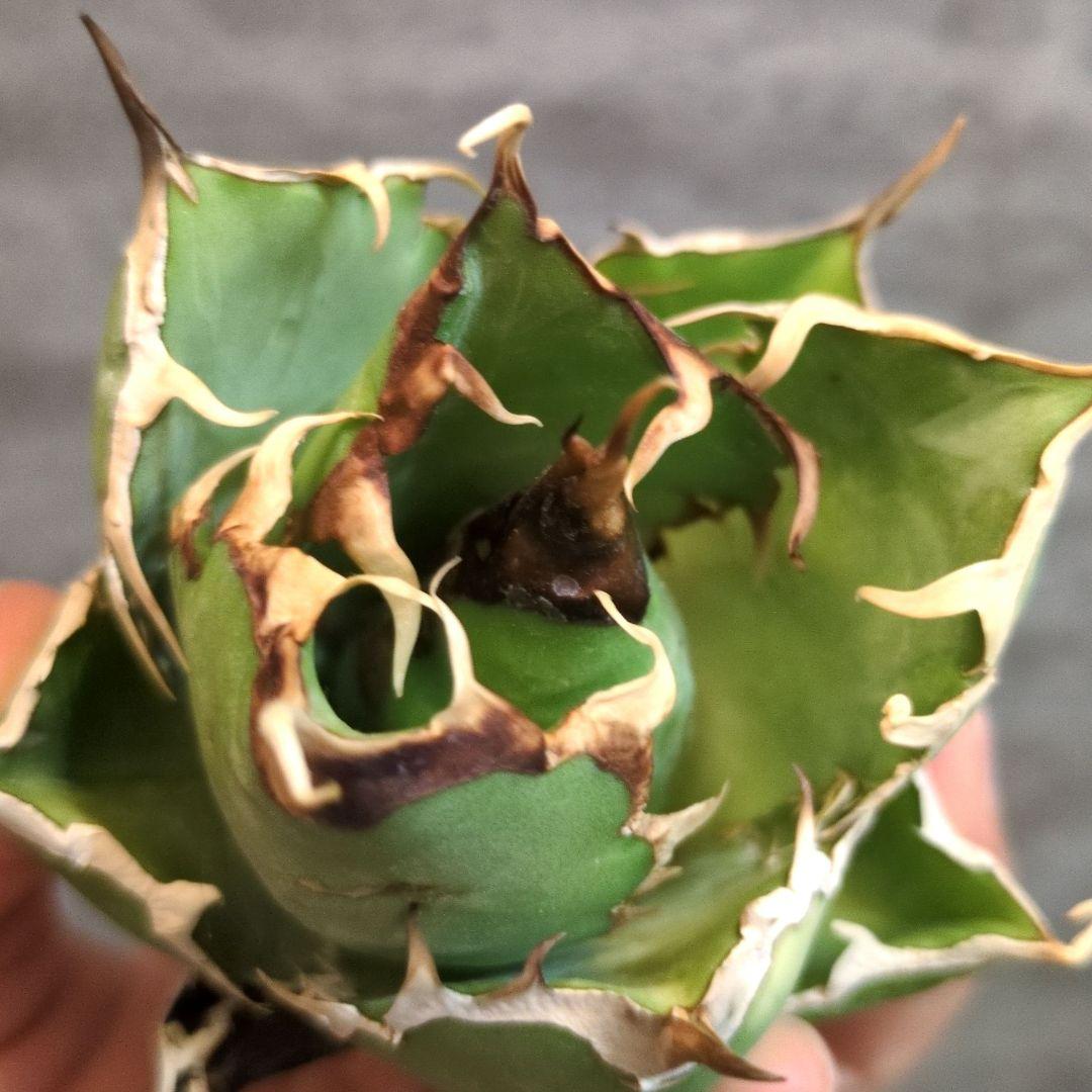 イランナーセリー選抜株 ドラゴンクロウ　イラン直輸入株 アガベ チタノタ