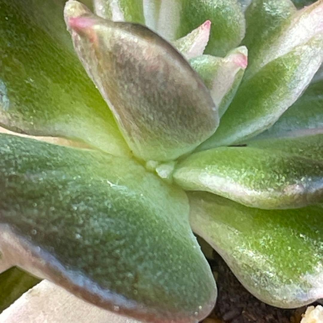 専用！　高級品種　稀少　インドネシア多肉　プリンス錦3点セット　速達代付