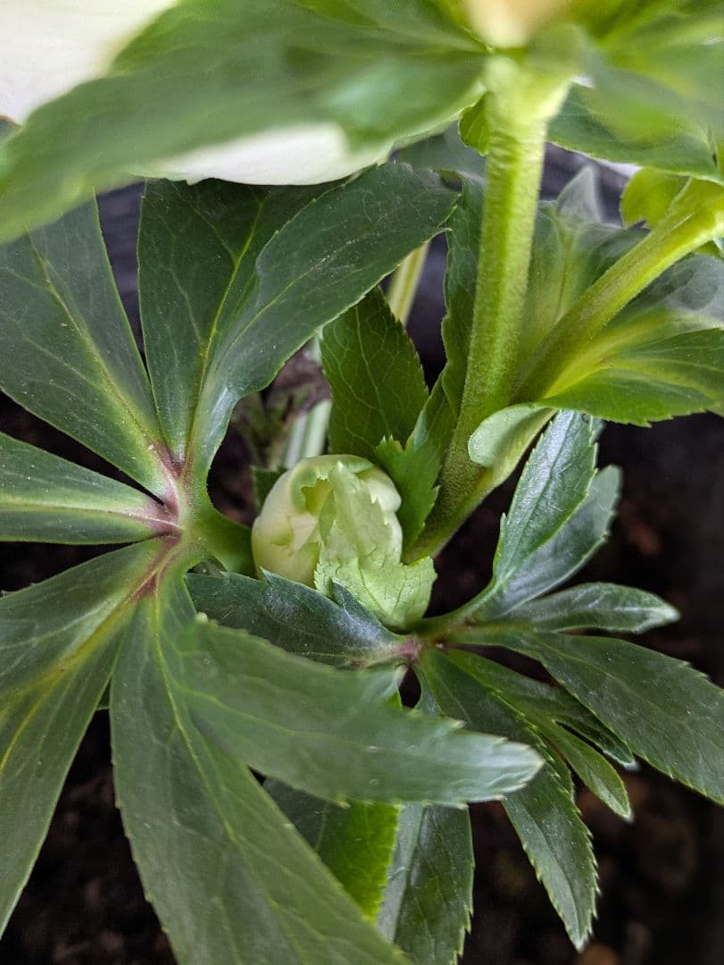 【現品・ポットまま発送】超希少　曽田園芸クリスマスローズ 利休④