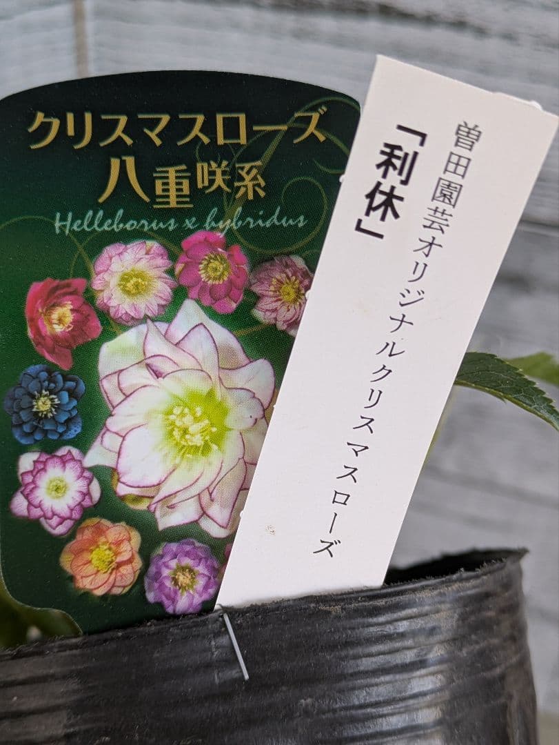 【現品・ポットまま発送】超希少　曽田園芸クリスマスローズ 利休④