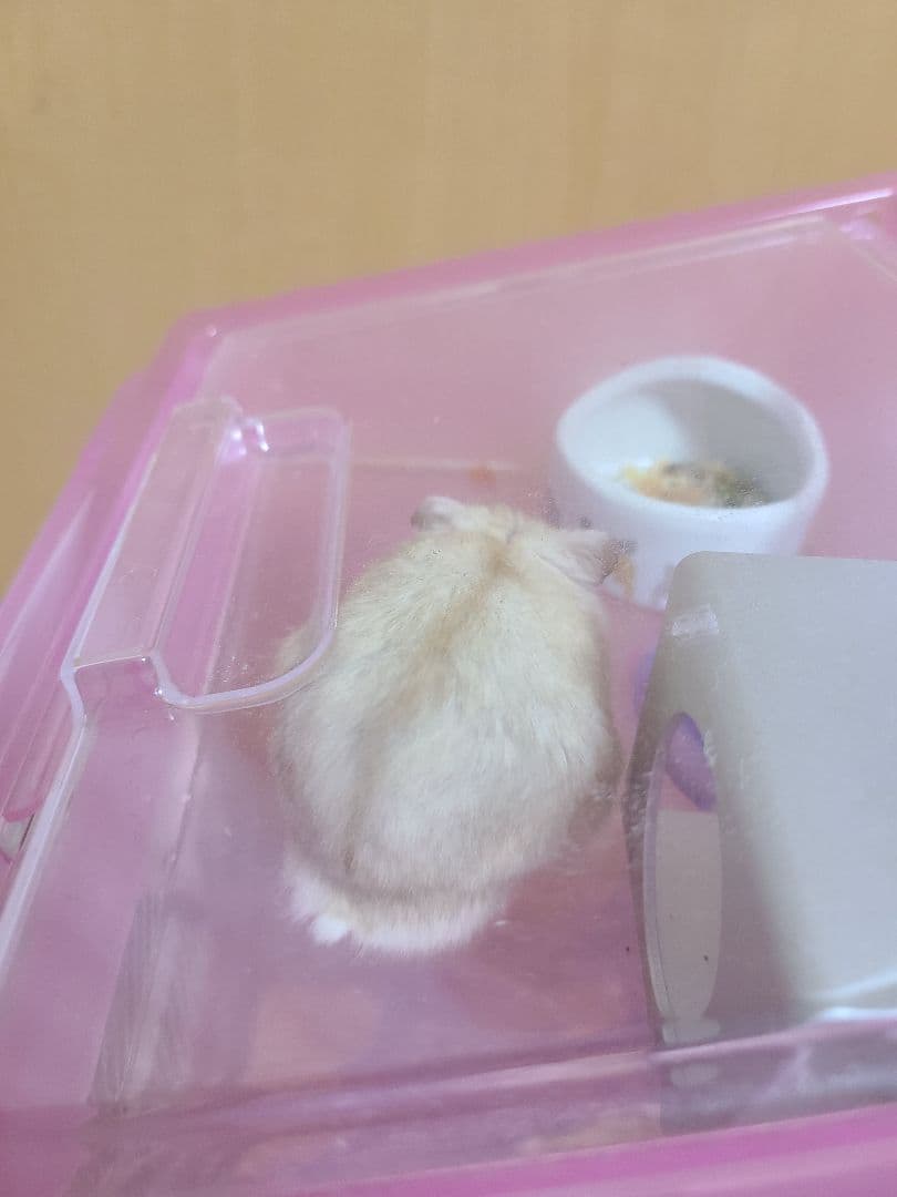 写真集。