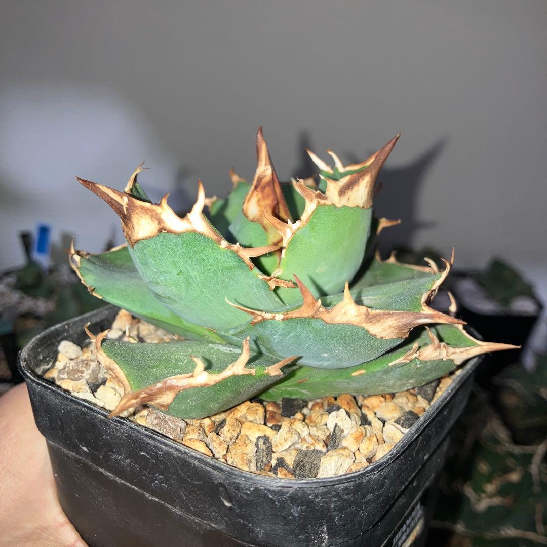 アガベ　トリケラトプス