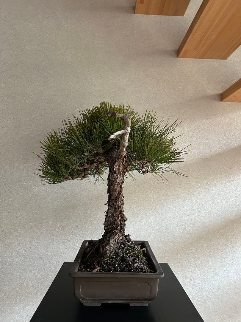 黒松　盆栽　中品　激古