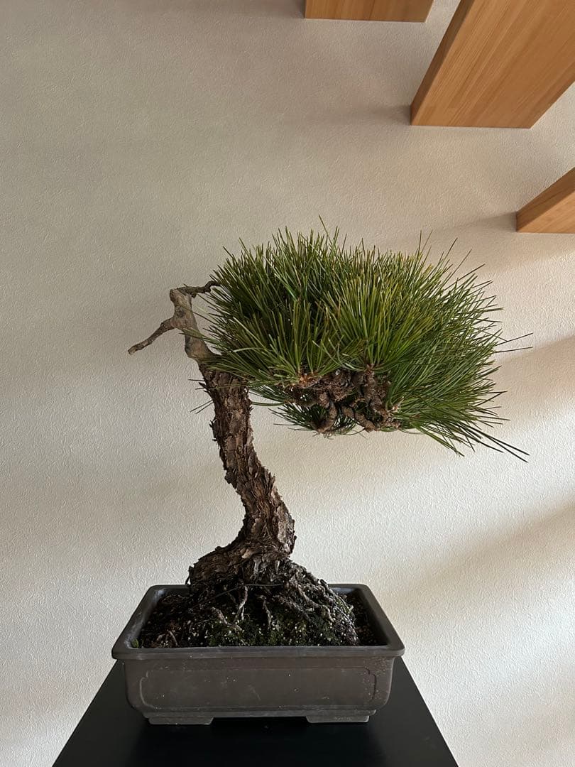 黒松　盆栽　中品　激古