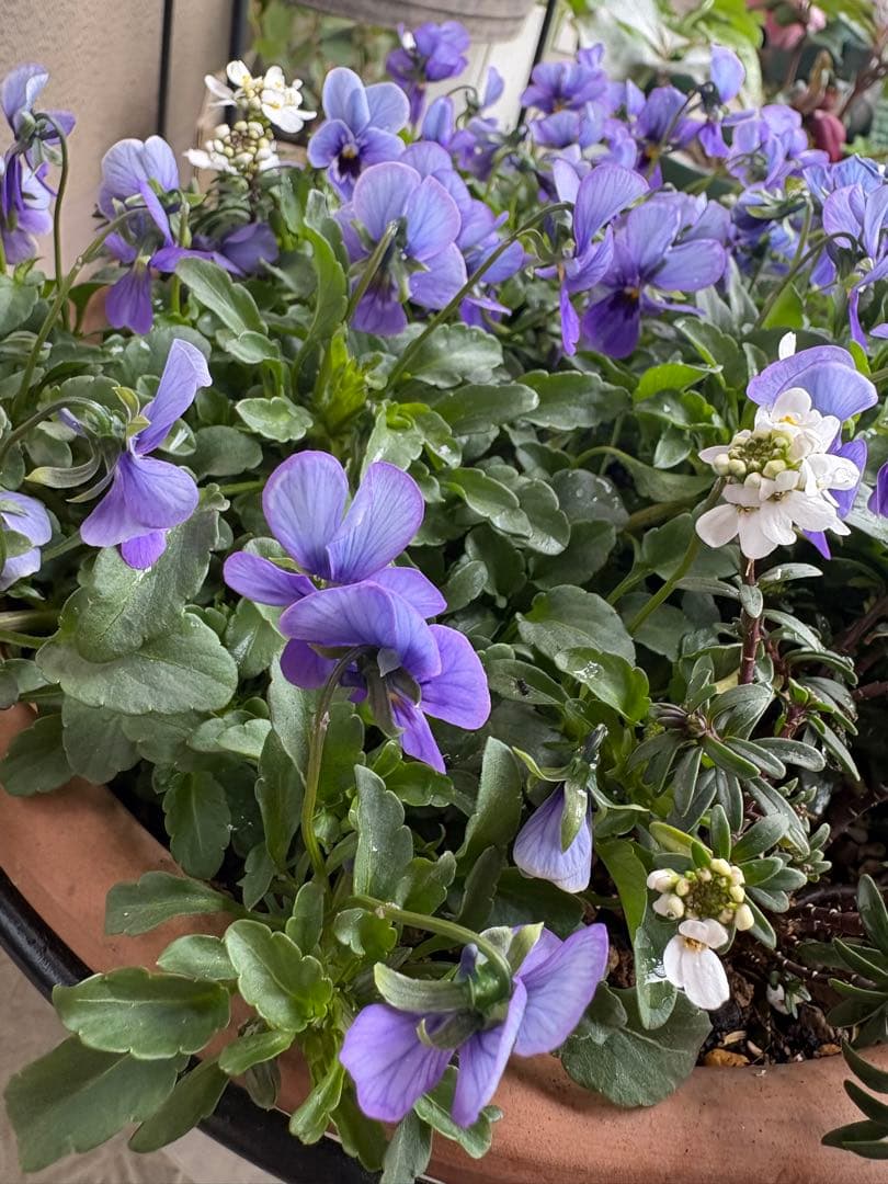 ブルージャスミンのおしゃれな鉢植え大型・スタンド付★ LAURA ASHLEY鉢