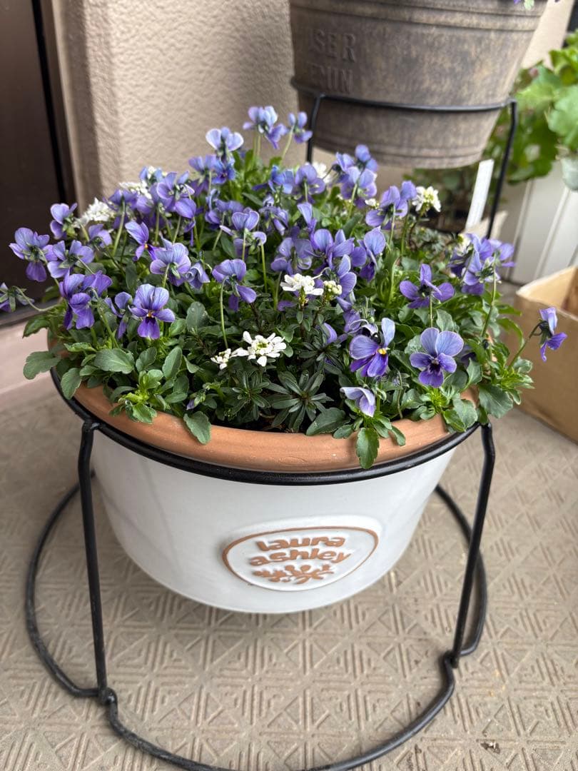 ブルージャスミンのおしゃれな鉢植え大型・スタンド付★ LAURA ASHLEY鉢