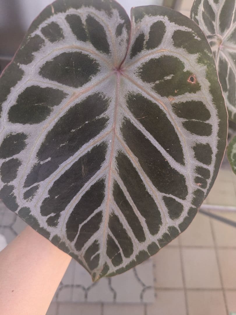 Anthurium アンスリウム　レッドクリスタリナム × KOS