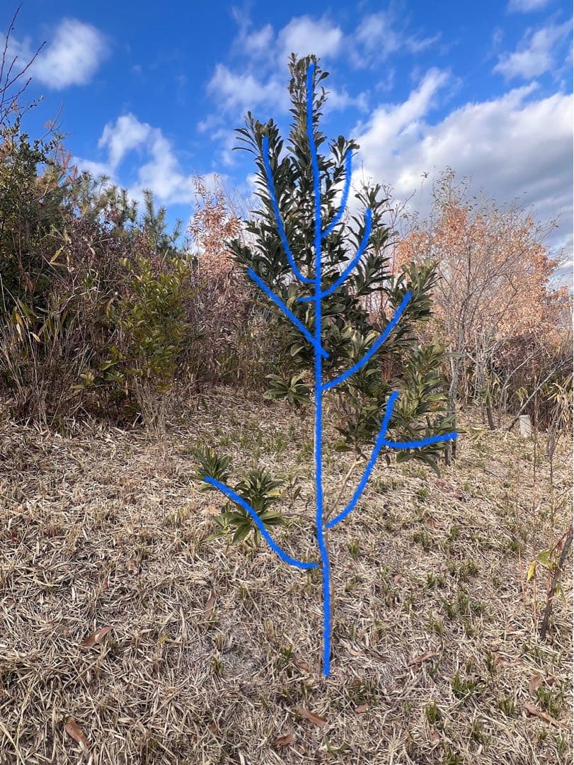 現品　山桃ヤマモモ　特大苗　2mほど　山採り　自然樹形