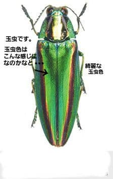 【DRIES VAN NOTEN】ドリスヴァンノッテン 襟ボア モッズコート