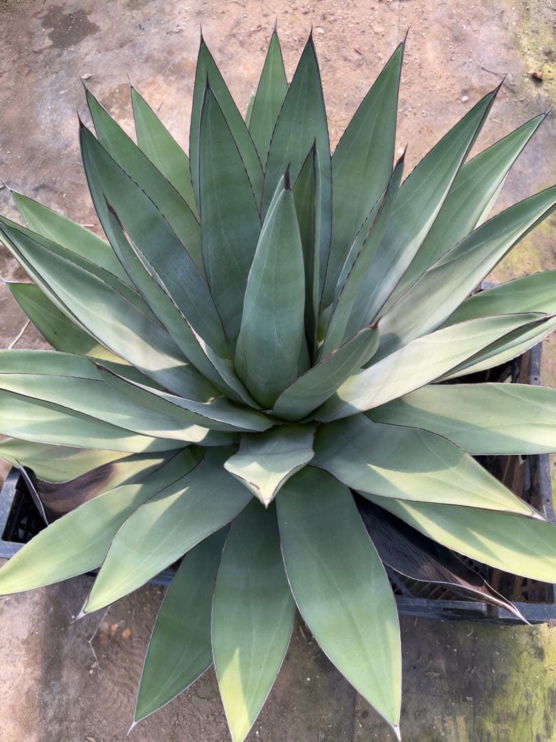 アガベ　オバティフォリア✖️ビクトリアレジーナ　大株
