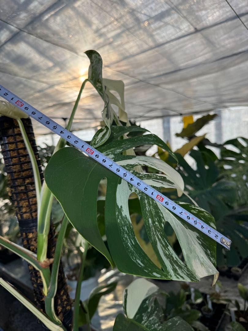 AB3モンステラ　ボルギシアナ　アルボ　白斑入り　鉢モスポール付き　高100cm