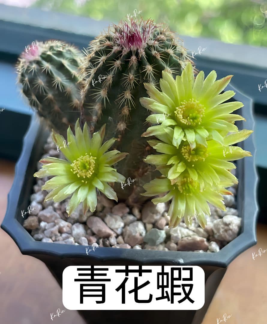 1-Genちゃん商品　花サボテン