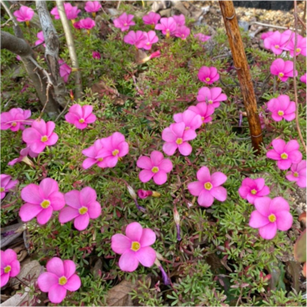 オキザリス　桃の輝き