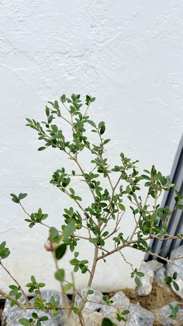 超逸品。山採りツゲ(柘植)株立ち2.6M(鉢底から)