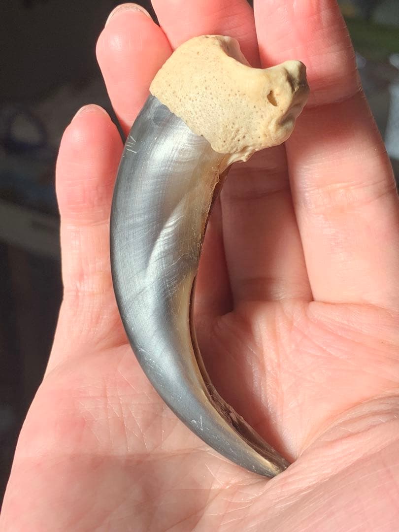 巨大　ヒグマの爪　北海道　アイヌ　根付　骨格標本　お守り　魔除け　開運　金運