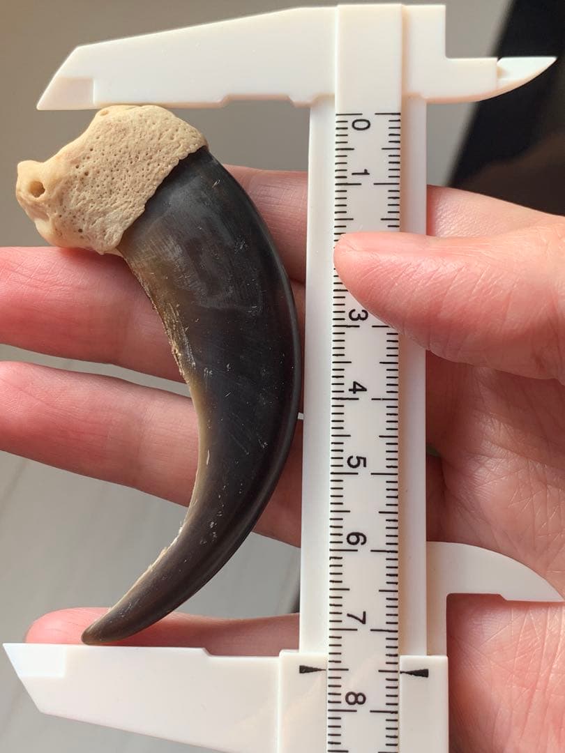 巨大　ヒグマの爪　北海道　アイヌ　根付　骨格標本　お守り　魔除け　開運　金運