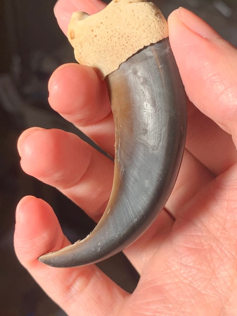 巨大　ヒグマの爪　北海道　アイヌ　根付　骨格標本　お守り　魔除け　開運　金運