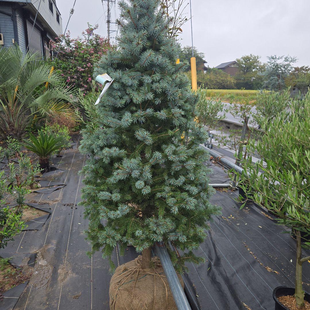 shirou34プンゲンス　トウヒ　スーパーブルー　特大苗木最高等級