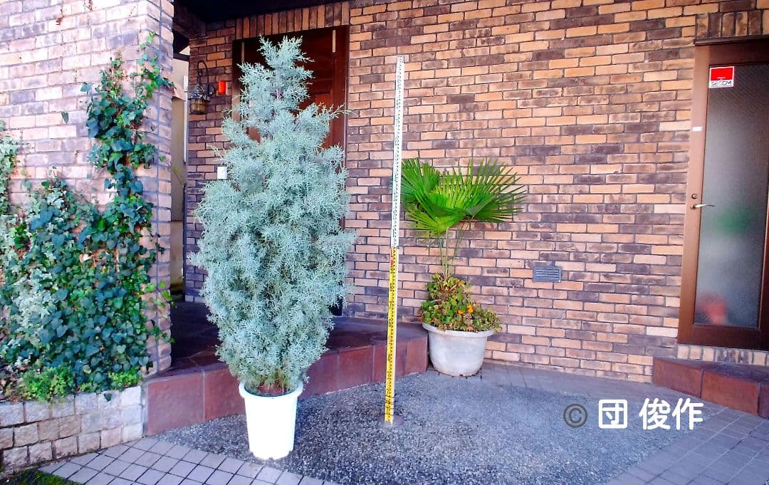 ブルーアイス 苗 200cm❗10号 大型 綺麗な葉色 シルバーブルー 自然樹形