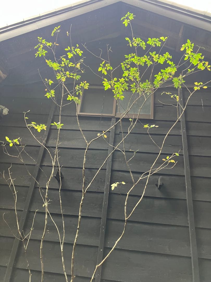 71 山採り　アオダモ