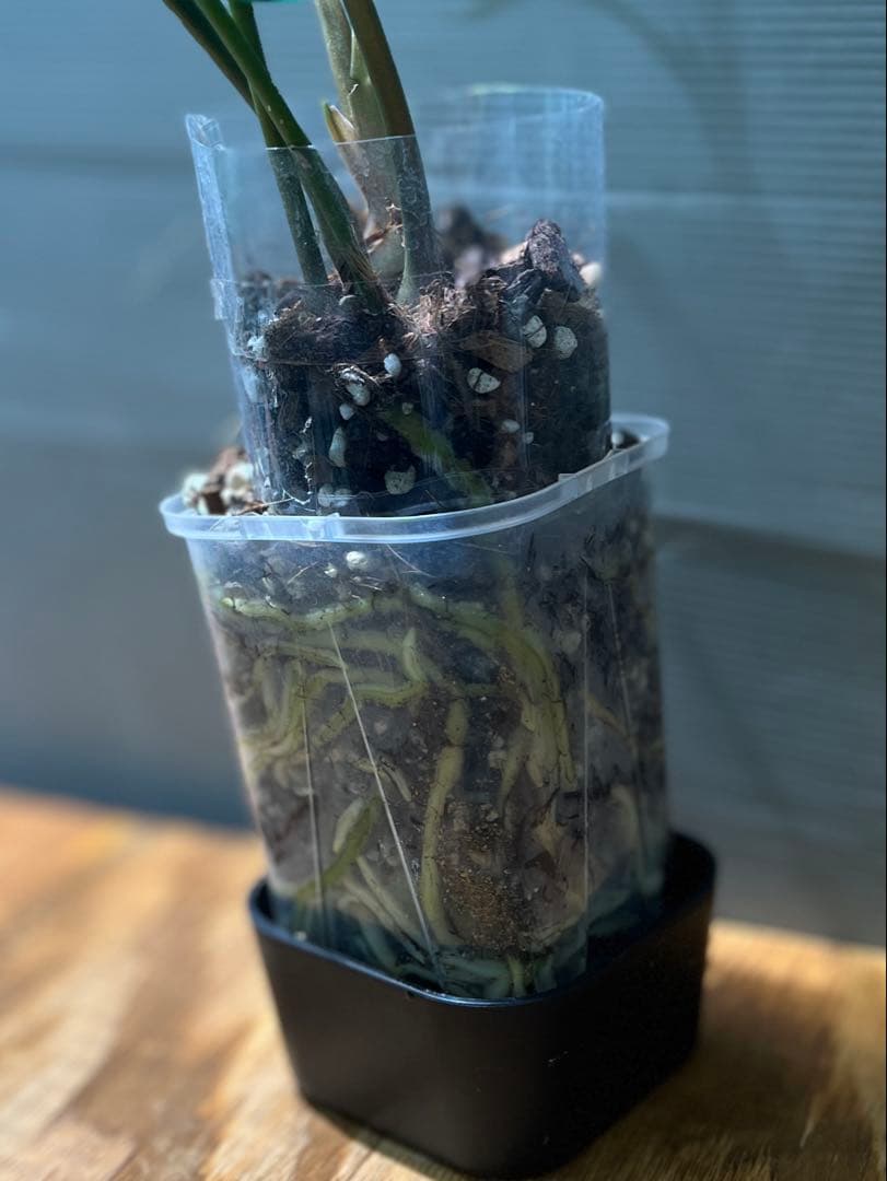 アンスリウム　ペダトラディアツム　レア　原種アンスリウム　大きめサイズ　①