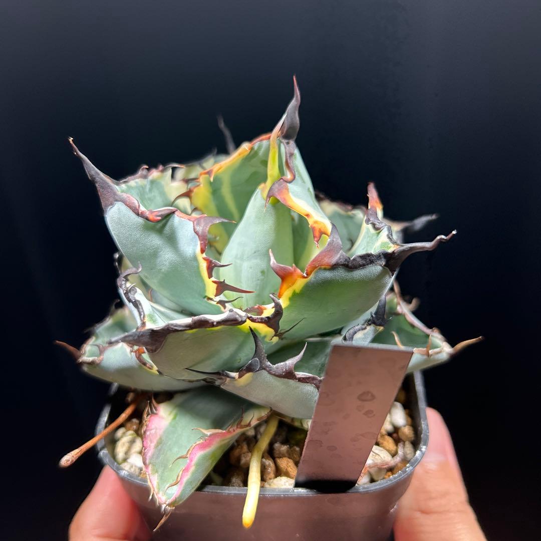 アガベ チタノタ BB錦 白覆輪斑 ブラックアンドブルー錦 発根済み