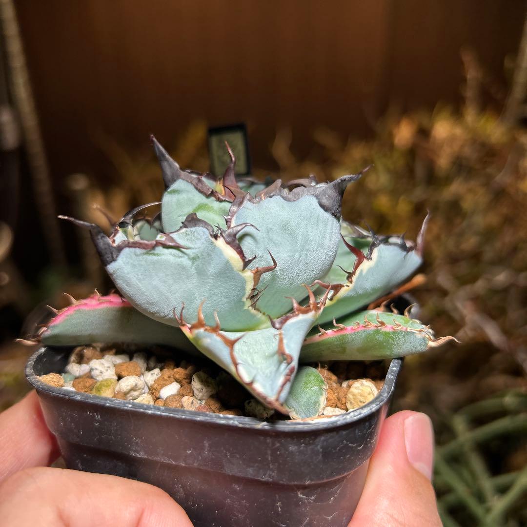 アガベ チタノタ BB錦 白覆輪斑 ブラックアンドブルー錦 発根済み