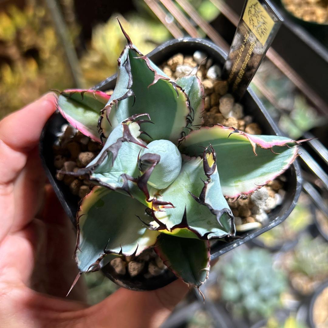 アガベ チタノタ BB錦 白覆輪斑 ブラックアンドブルー錦 発根済み