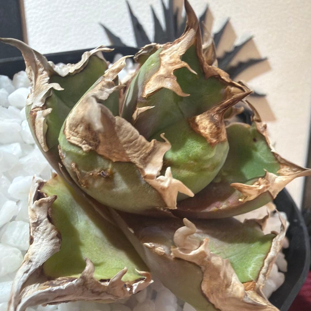 アガベ 清櫻　極上