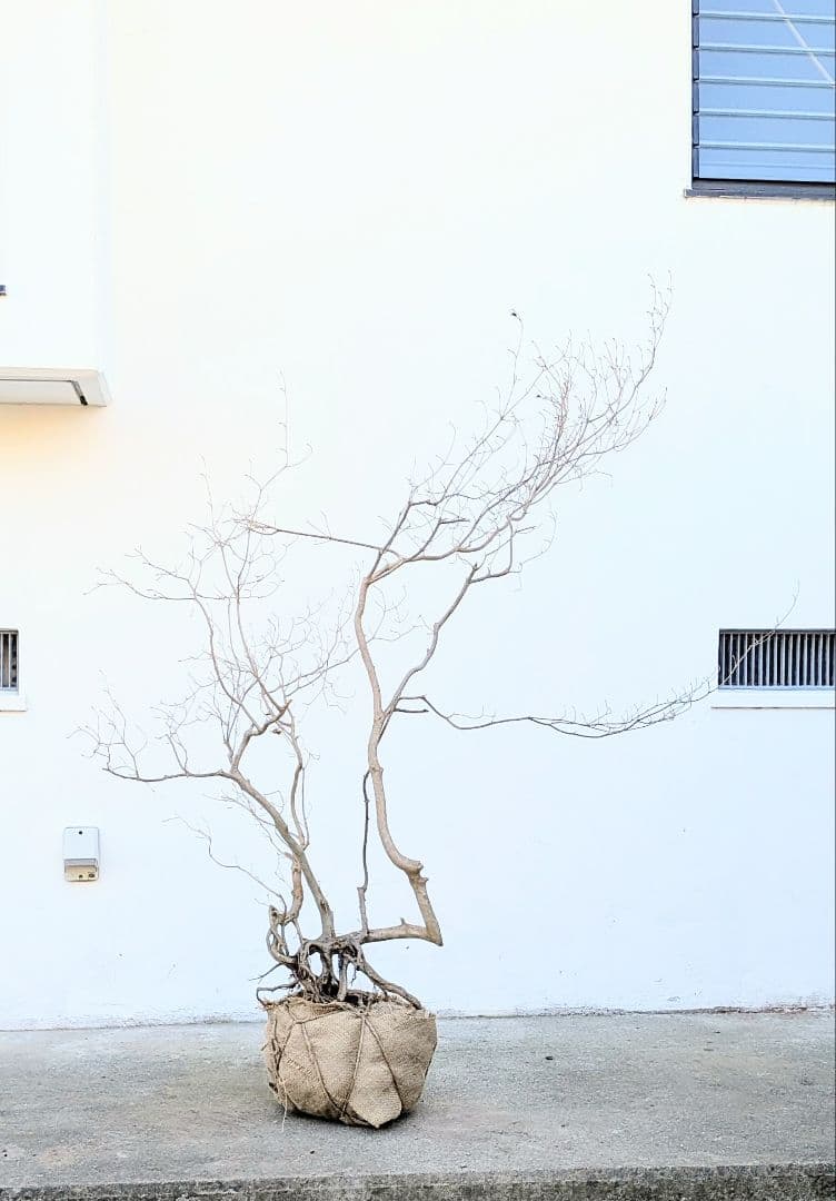 奇跡的。山採りドウダンツツジ。