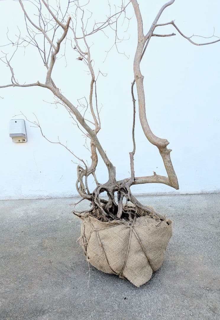 奇跡的。山採りドウダンツツジ。