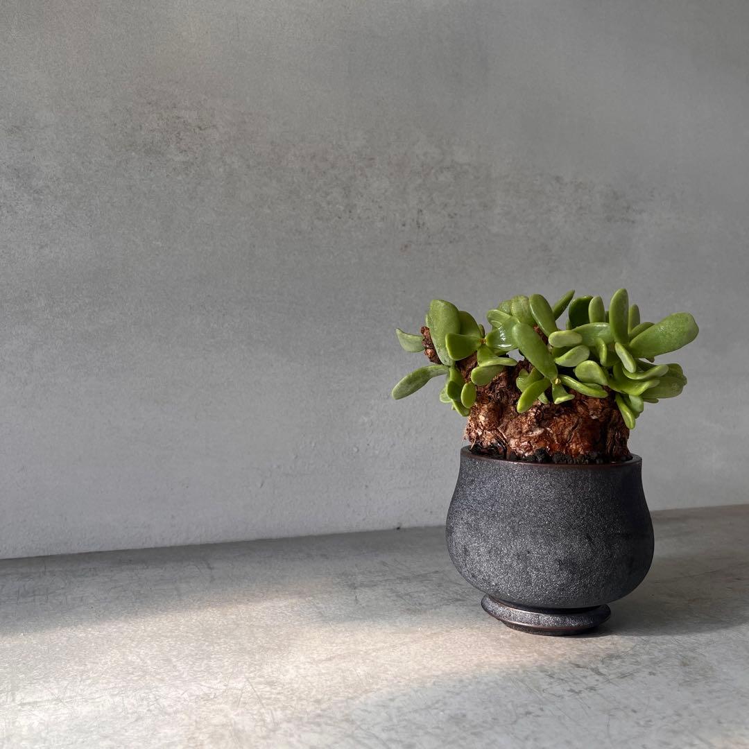 k*3様 ケラリアピグマエア　現地球　発根済み　塊根植物　陶器鉢セット