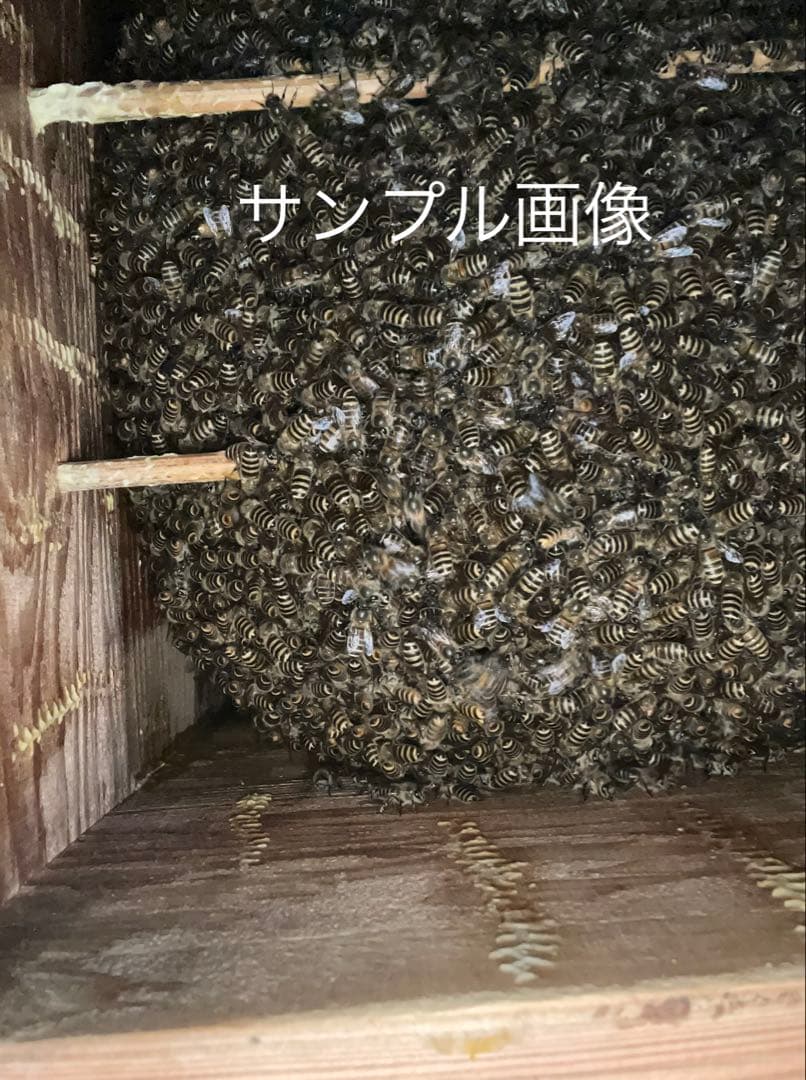 日本蜜蜂重箱式巣箱ハニーズハウス！スノコセット！超訳あり特価！継箱二箱追加！
