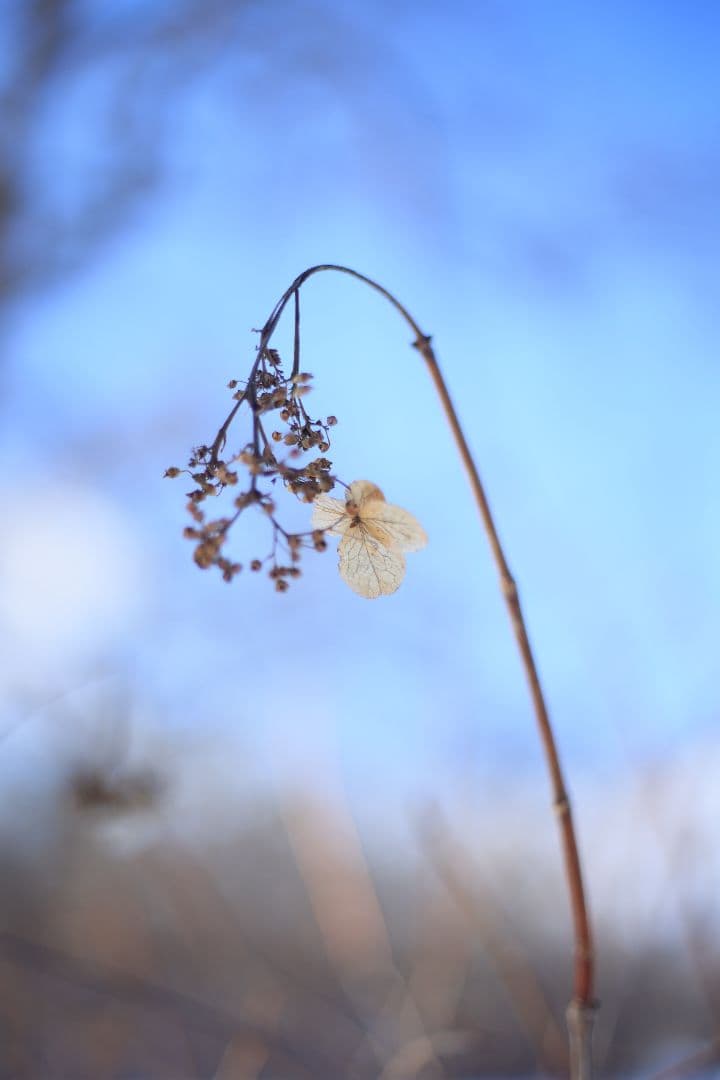 YASHICA AUTO YASHINON DS-M 50mm F1.7【美品】