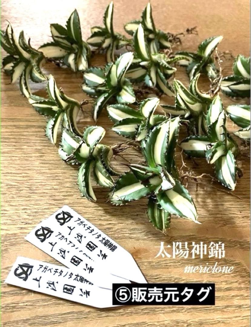 サ*店様 【オークション】選抜　強棘　美株　アガべ　チタノタ　太陽神錦　白中斑