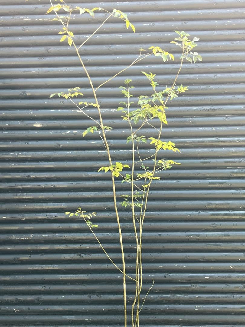 山採り天然　アオダモ　4本株立ち　91