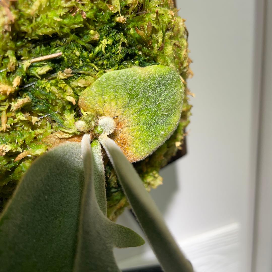 ビカクシダ P.willinckii Polaris ポラリス　子株　#5