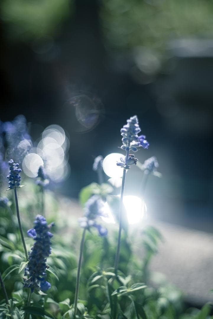 taureich様Summicron 50mm F2 1st 前期 固定鏡胴