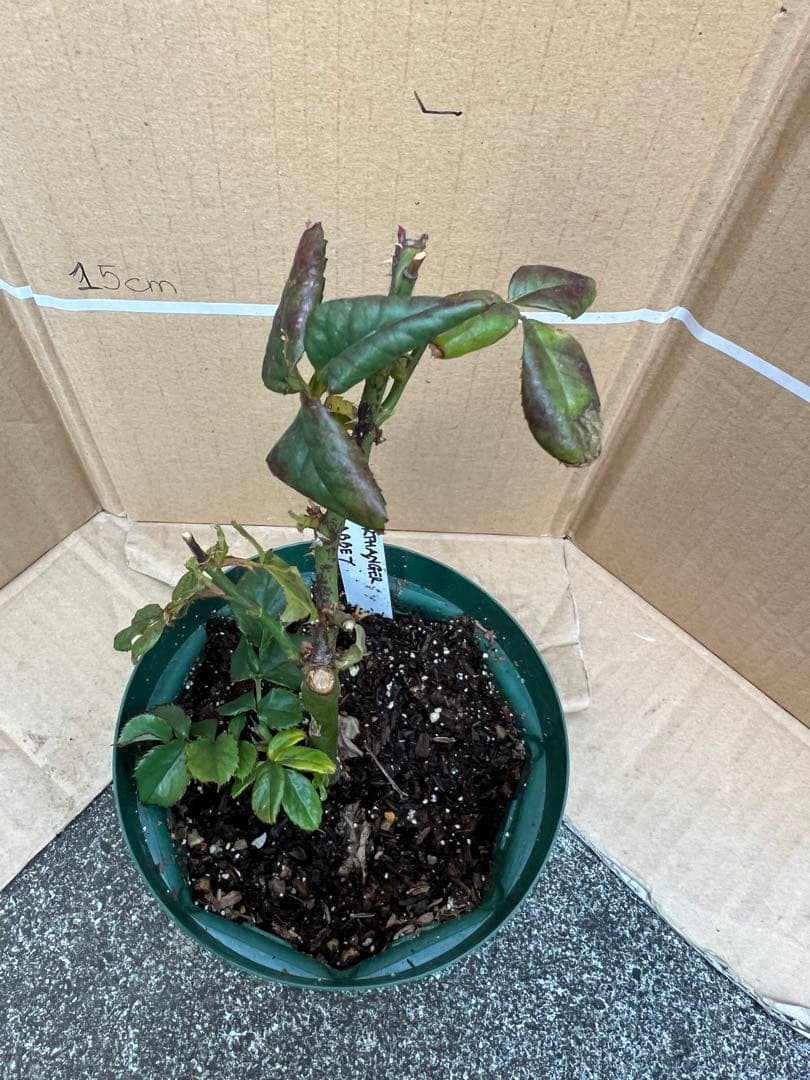 「モン&ミーママ」切り花品種バラ苗　レアバラ　4点