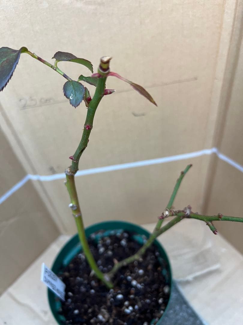 「モン&ミーママ」切り花品種バラ苗　レアバラ　4点