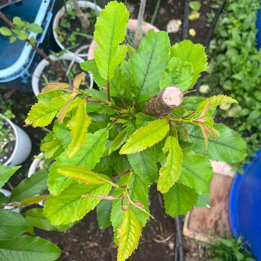 さくらんぼ　1.7メートル佐藤錦苗木　ナポレオン苗木　2本セット　三年