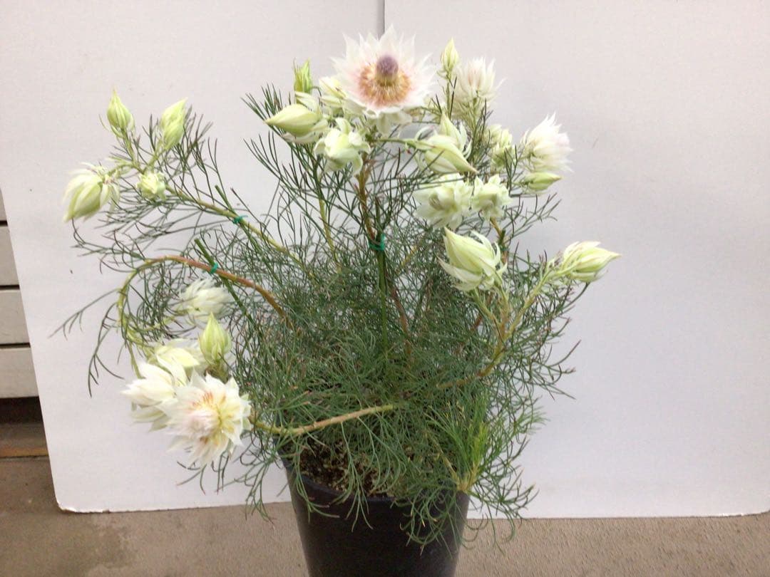 ② 幹が太くしっかり根が張ってる特選品‼︎ セルリア・ブラッシングブライト