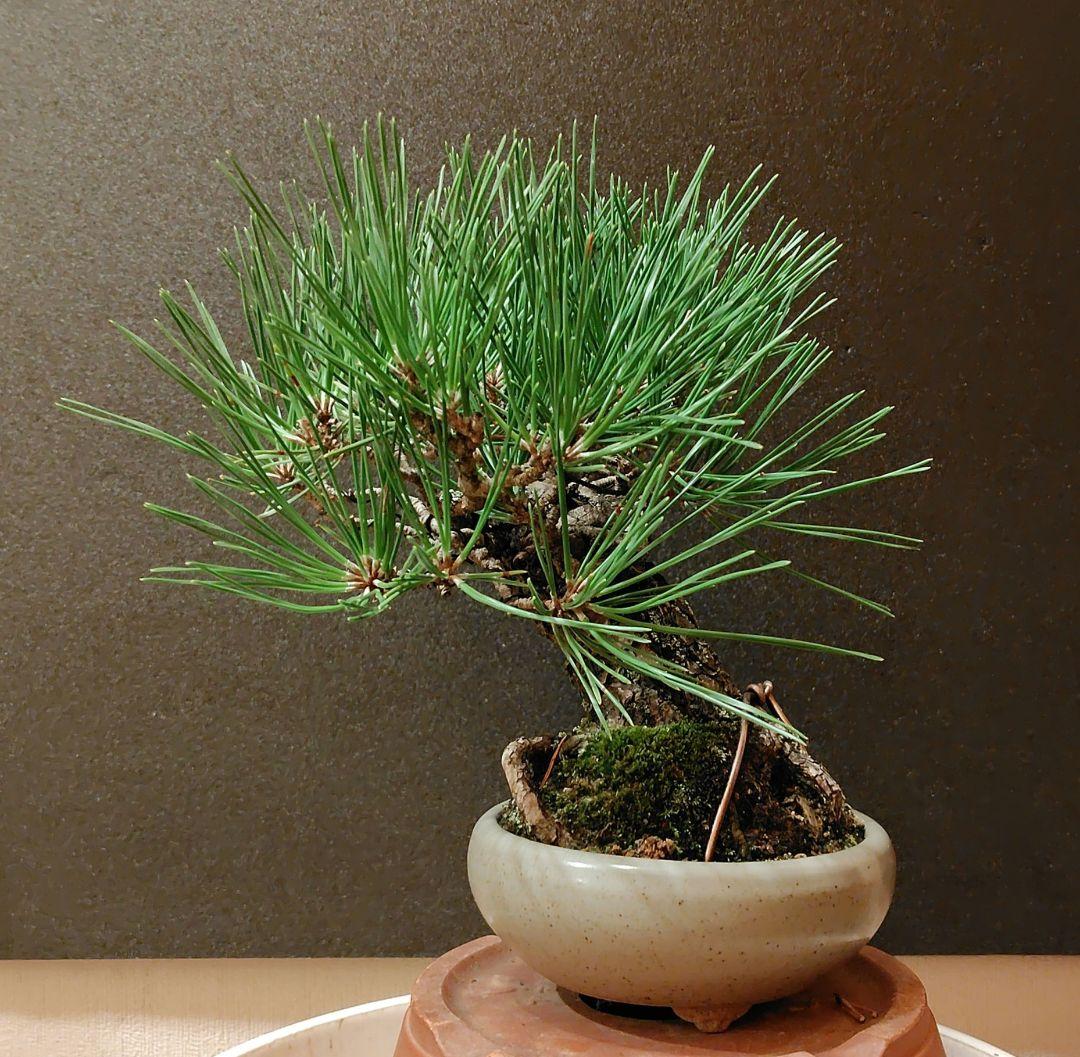 黒松盆栽！