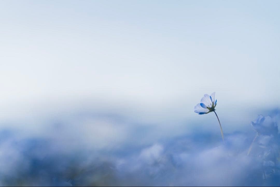 Sony α7RV SIGMA35mm 135mm バッテリーグリップ