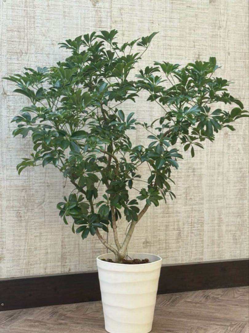 ☆ シェフレラ レナータ♪ 96cm ボリューム感◎